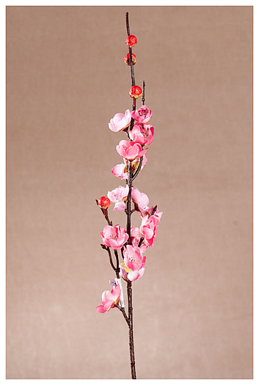 Kirschbaum Frühlingsrosa