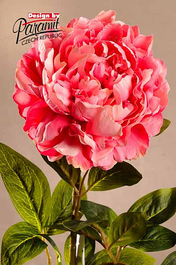 Rosa Pfingstrose 72 cm