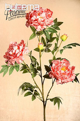 Pfingstrose rosa 100 cm