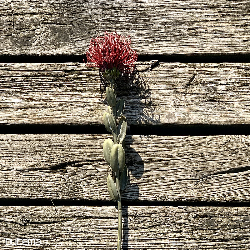 TROCKENES KLEINES PROTEA ROT