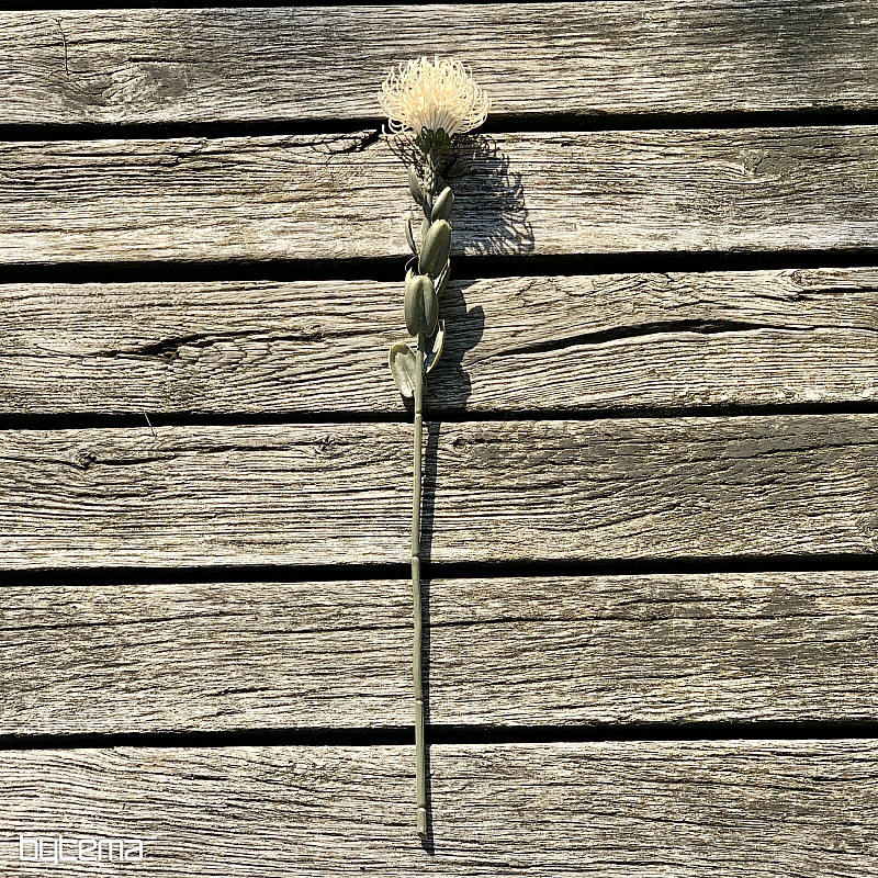 TROCKENE KLEINE PROTEA WEISS