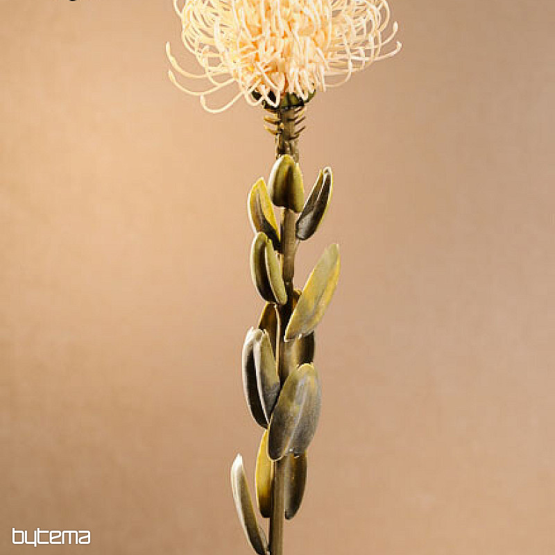TROCKENE KLEINE PROTEA WEISS