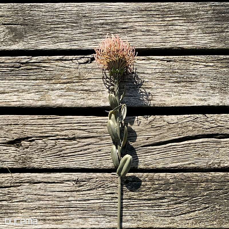 TROCKENE KLEINE PROTEA ROSA
