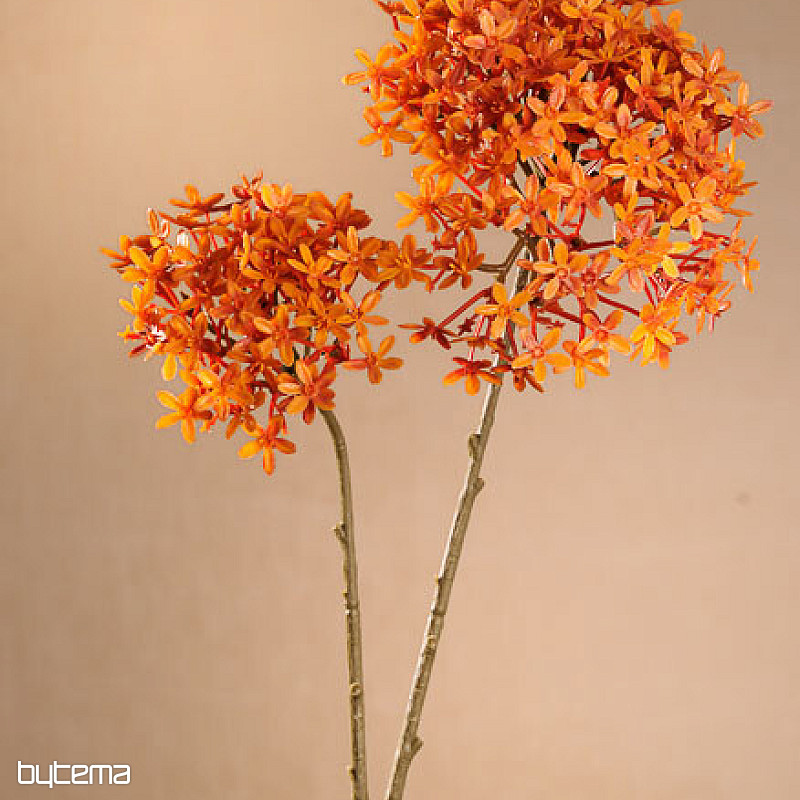 Trockene Kronenblume Orange