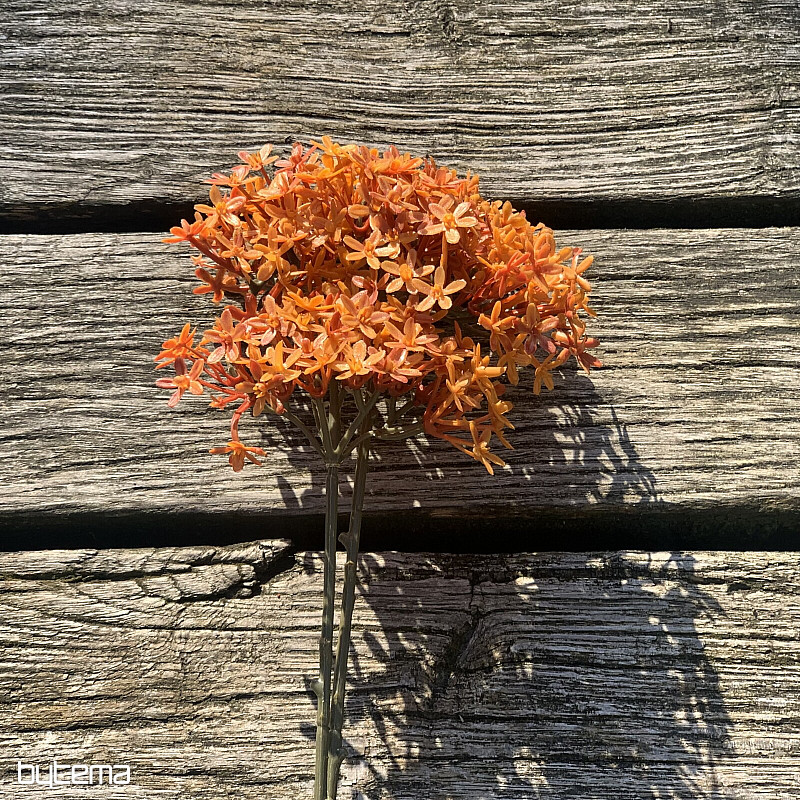 Trockene Kronenblume Orange