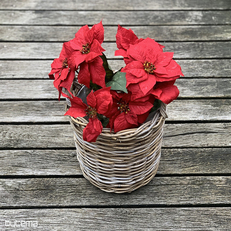 Christrose TRS ROT