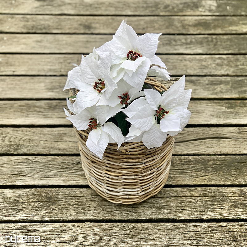 Christrose TRS WEISS