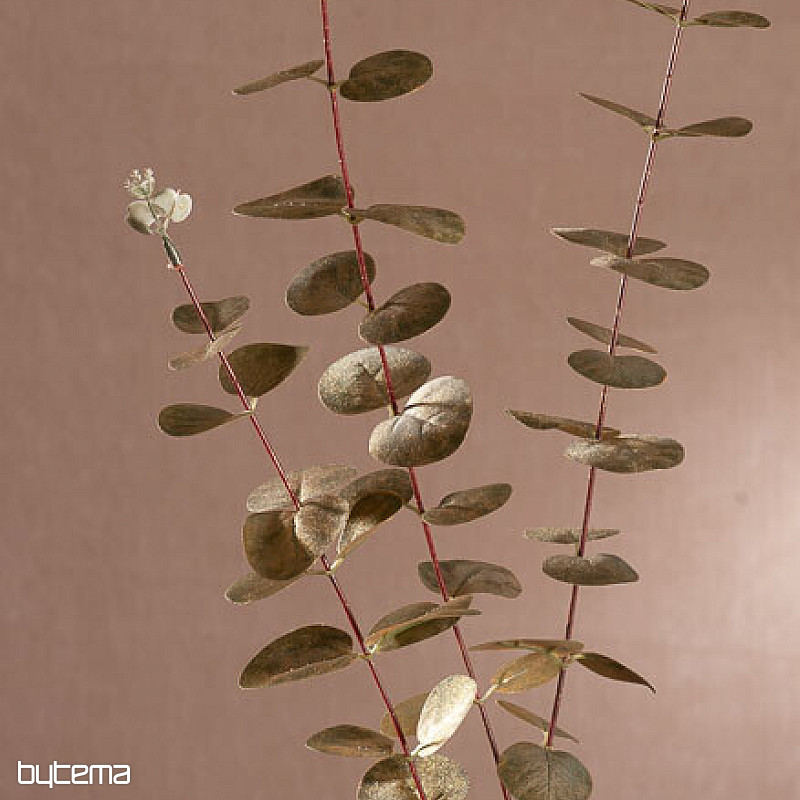 Eukalyptus golden