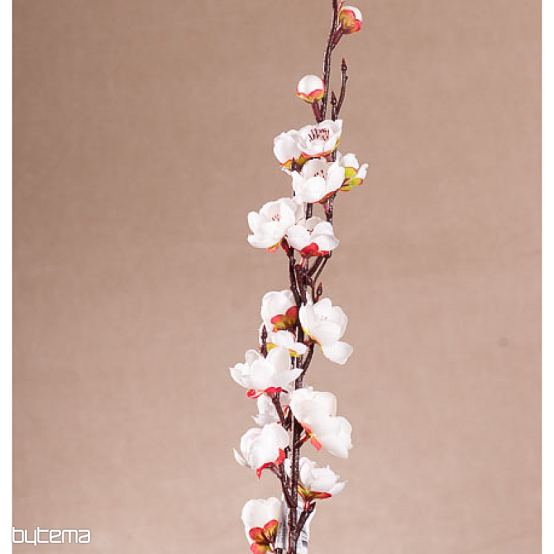 Frühling des weißen Kirschbaums