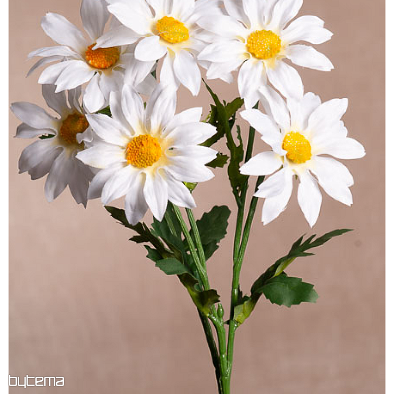 Bündel weißer Gazania