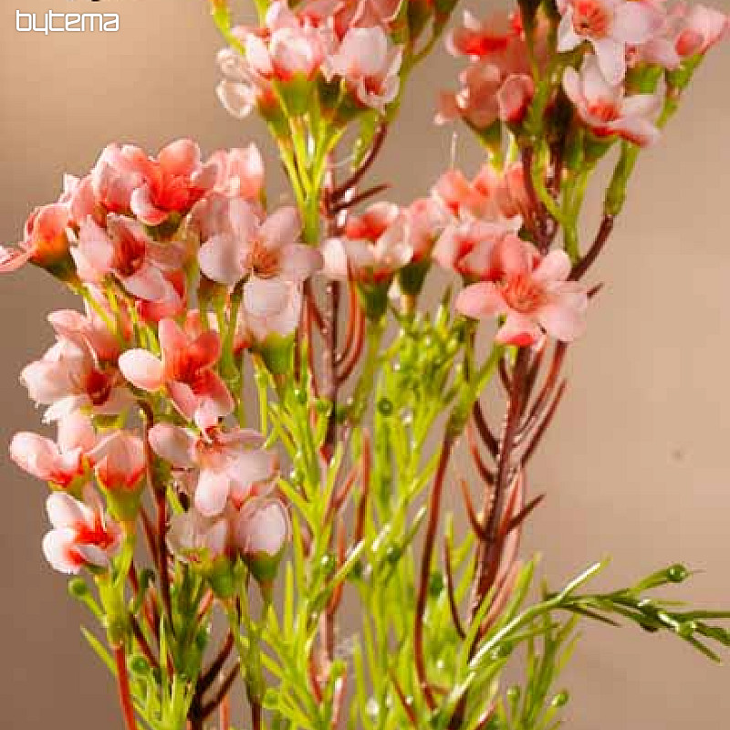 Wachsblume hellrosa 79 cm
