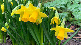 Der Zauber der Frühlingsvorfreude oder der Osterinspiration