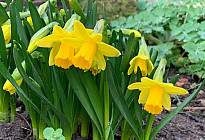 Der Zauber der Frühlingsvorfreude oder der Osterinspiration