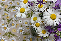 Frühlingsblumen voller Farben und Düfte