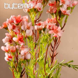 Wachsblume hellrosa 79 cm