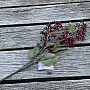 TROCKENES VIBURNUM TINUS 58 cm burgunderrot