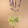 Garten-Lavendelbündel 46 cm lila