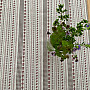 Tischdecke und Schal TOSCANA VALERY RIGA BORDON STRIPE