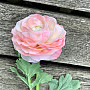 ROSA ROSA