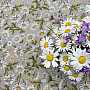 DAISIES Tischdecke und Schal