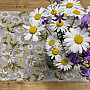 DAISIES Tischdecke und Schal