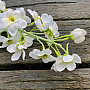 DELPHINIUM WEISS