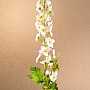 DELPHINIUM WEISS