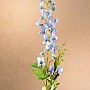 DELPHINIUM BLUE