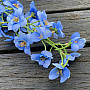 DELPHINIUM BLUE