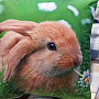 Dekorativer Kissenbezug BUNNY