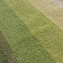 Teppich RAINBOW grün