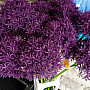 Knoblauch violett