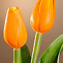 Tulpen mischen Farben
