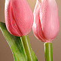 Tulpen mischen Farben