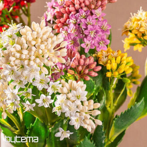 KALANCHOE ROT