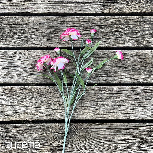 Nelke rosa und weiß