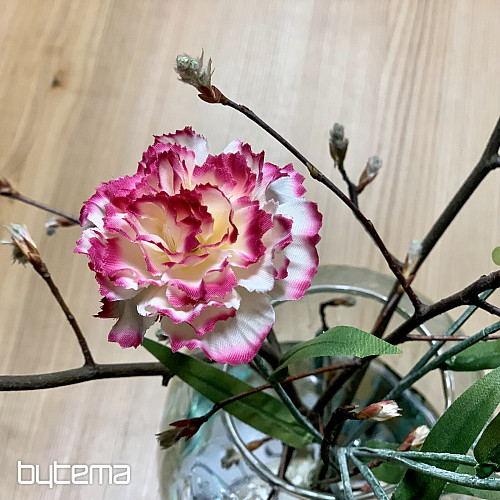 Nelke rosa und weiß