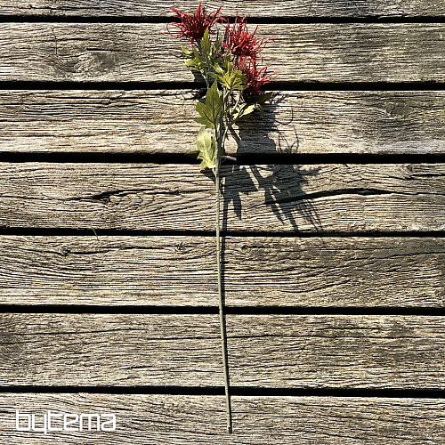 TROCKENES WILDES STRANDDISTELROT