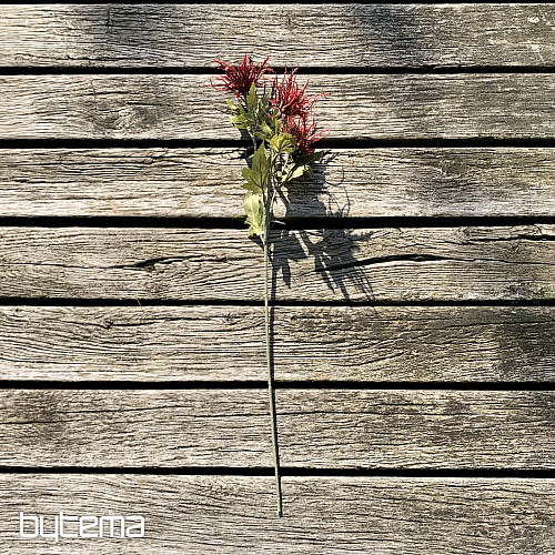 TROCKENES WILDES STRANDDISTELROT