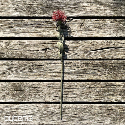 TROCKENES KLEINES PROTEA ROT