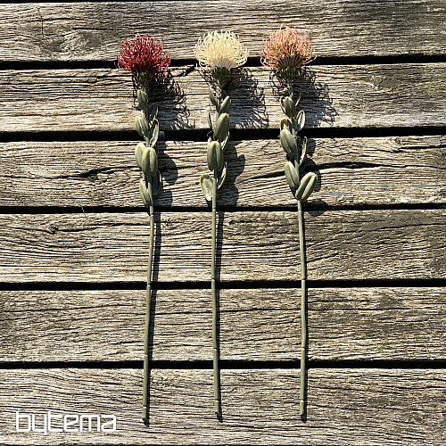 TROCKENE KLEINE PROTEA WEISS