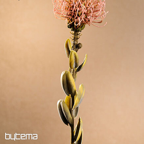 TROCKENE KLEINE PROTEA ROSA