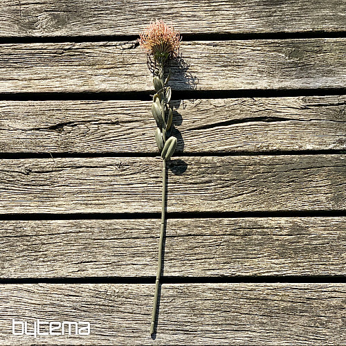TROCKENE KLEINE PROTEA ROSA
