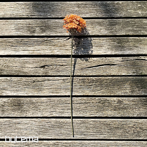 Trockene Kronenblume Orange