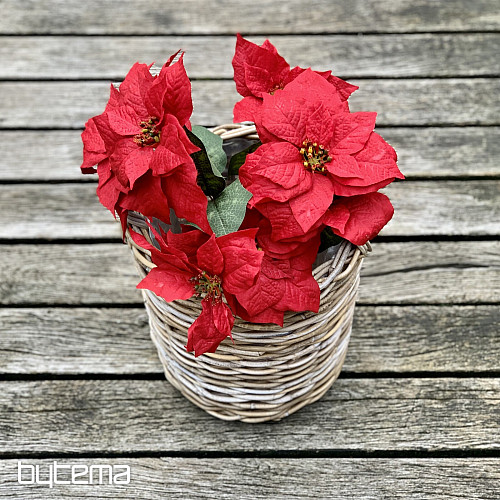Christrose TRS ROT