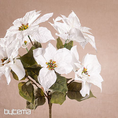 Christrose TRS WEISS