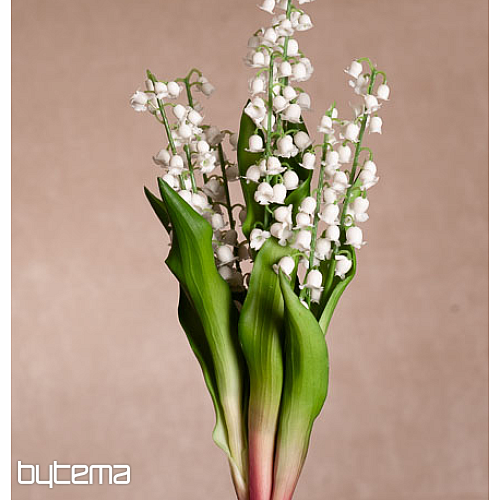 LILIE DER LANGLEBIGEN