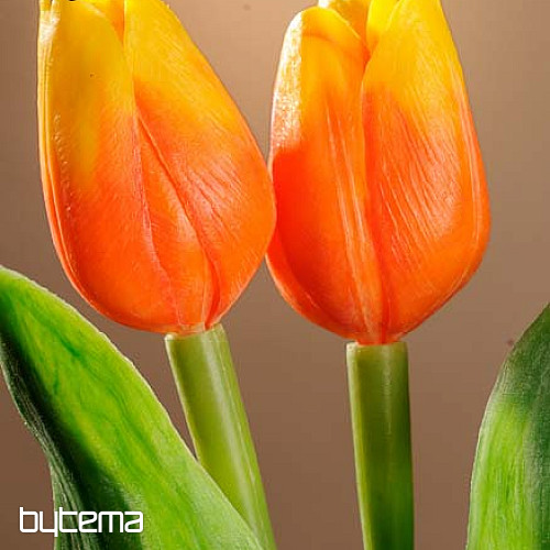 Tulpen mischen Farben