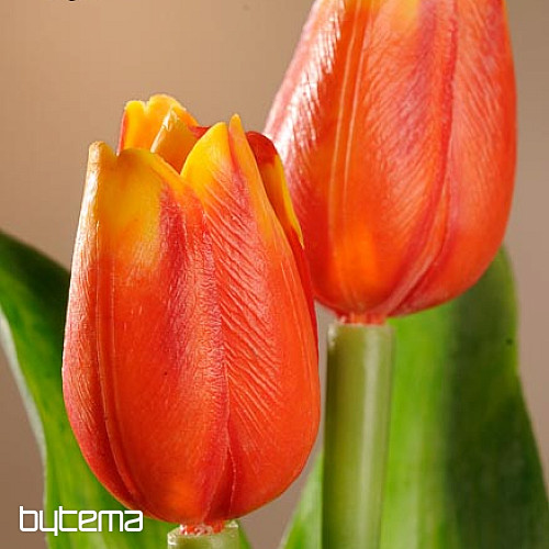 Tulpen mischen Farben
